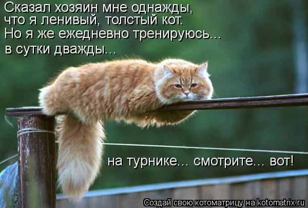 Котоматрица: Сказал хозяин мне однажды,  что я ленивый, толстый кот.  Но я же ежедневно тренируюсь...  в сутки дважды... на турнике... смотрите... вот!