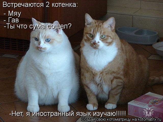 Встречаются 2 котенка: - Мяу - Гав -Ты что сума сошел? -Нет, я иностранный язык изучаю!!!!!... Котоматрица: Встречаются 2 котенка: - Мяу - Гав -Ты что сума сошел? -Нет, я иностранный язык изучаю!!!!!