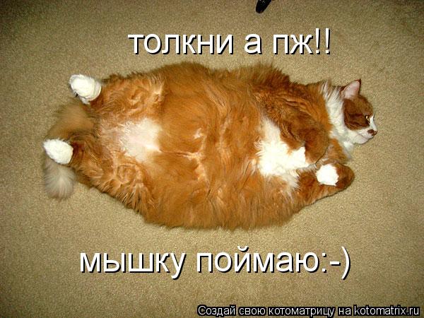 толкни а пж!! мышку поймаю:-)... Котоматрица: толкни а пж!! мышку поймаю:-)