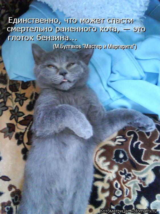 Единственно, что может спасти смертельно раненного кота, — это глоток бензина... (М.Булгаков "Масте... Котоматрица: Единственно, что может спасти смертельно раненного кота, — это глоток бензина... (М.Булгаков "Мастер и Маргарита")