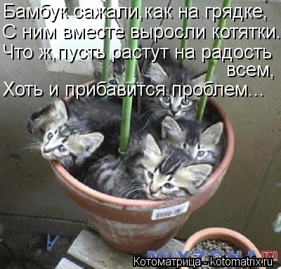 Котоматрица: Бамбук сажали,как на грядке, С ним вместе выросли котятки. Что ж,пусть растут на радость всем, Хоть и прибавится проблем...