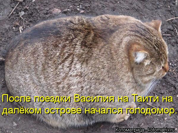 Котоматрица: После поездки Василия на Таити на далёком острове начался голодомор.