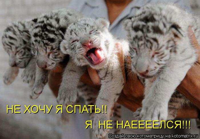 НЕ ХОЧУ Я СПАТЬ!! Я НЕ НАЕЕЕЕЛСЯ!!!... Котоматрица: НЕ ХОЧУ Я СПАТЬ!! Я НЕ НАЕЕЕЕЛСЯ!!!