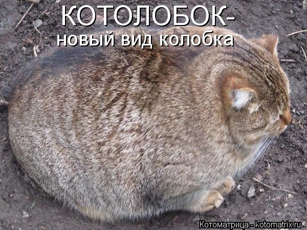 Котоматрица: КОТОЛОБОК- новый вид колобка