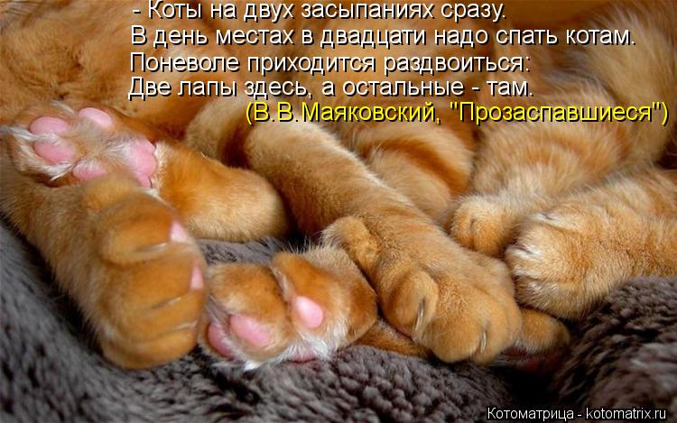 Котоматрица: - Коты на двух засыпаниях сразу. В день местах в двадцати надо спать котам. Поневоле приходится раздвоиться: Две лапы здесь, а остальные - там
