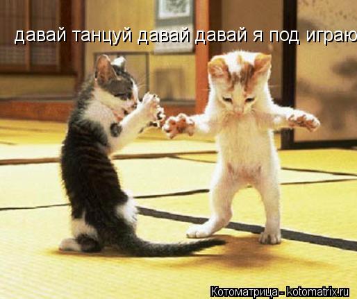 давай танцуй давай давай я под играю... Котоматрица: давай танцуй давай давай я под играю