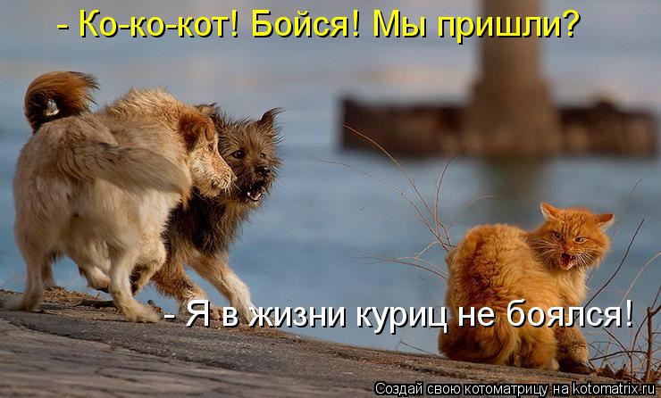 - Ко-ко-кот! Бойся! Мы пришли? - Я в жизни куриц не боялся!... Котоматрица: - Ко-ко-кот! Бойся! Мы пришли? - Я в жизни куриц не боялся!