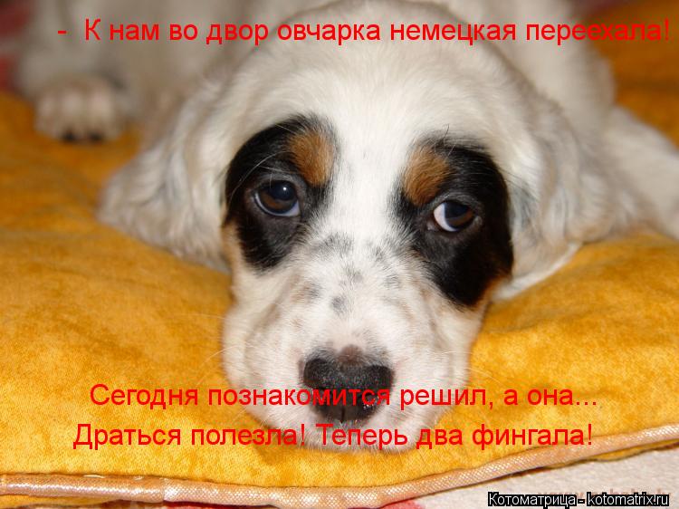 Котоматрица: -  К нам во двор овчарка немецкая переехала! Сегодня познакомится решил, а она...  Драться полезла! Теперь два фингала!