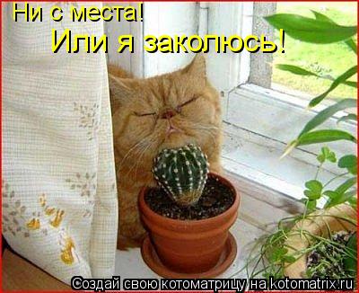 Котоматрица: Ни с места! Или я заколюсь!