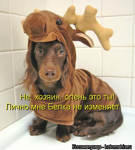 Не, хозяин, олень это ты! Лично мне Белка не изменяет.... Котоматрица: Не, хозяин, олень это ты! Лично мне Белка не изменяет.