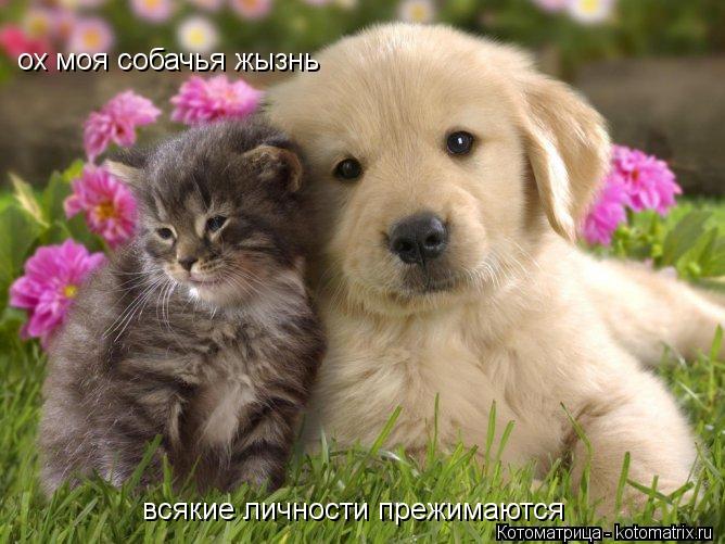 ох моя собачья жызнь всякие личности прежимаются всякие личности прежимаются... Котоматрица: ох моя собачья жызнь всякие личности прежимаются всякие личности прежимаются
