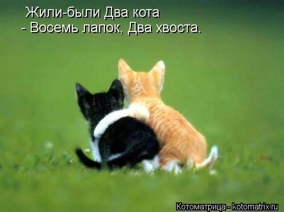 Котоматрица: Жили-были Два кота  - Восемь лапок, Два хвоста.