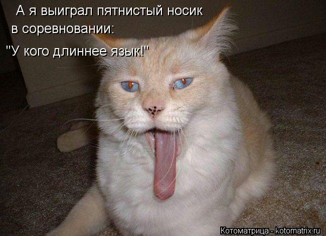 Котоматрица: А я выиграл пятнистый носик в соревновании: "У кого длиннее язык!"