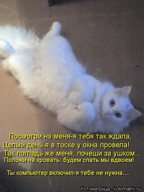 Котоматрица: Посмотри на меня-я тебя так ждала, Целый день я в тоске у окна провела! Так погладь же меня, почеши за ушком... Положи на кровать: будем спать м