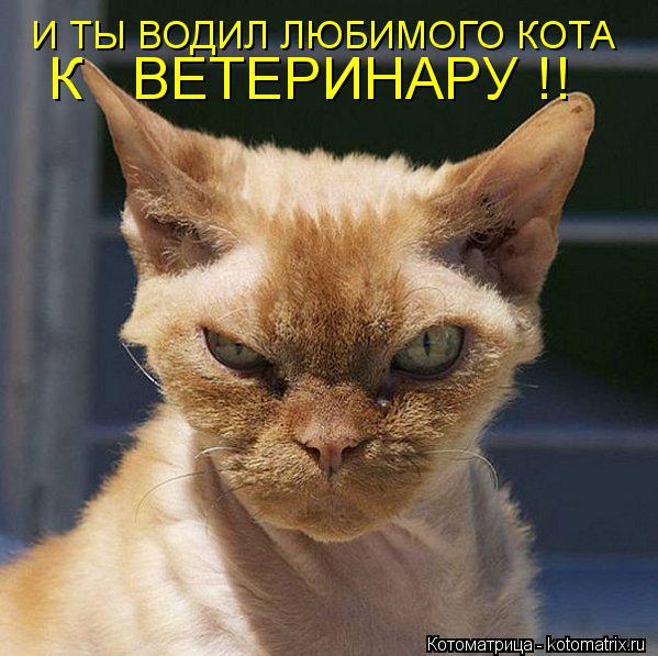 Котоматрица: И ТЫ ВОДИЛ ЛЮБИМОГО КОТА К   ВЕТЕРИНАРУ !!