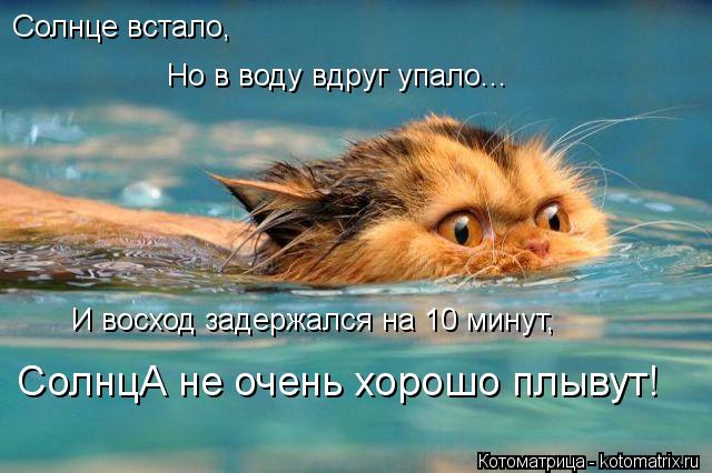 Котоматрица: Солнце встало, Но в воду вдруг упало... И восход задержался на 10 минут, СолнцА не очень хорошо плывут!