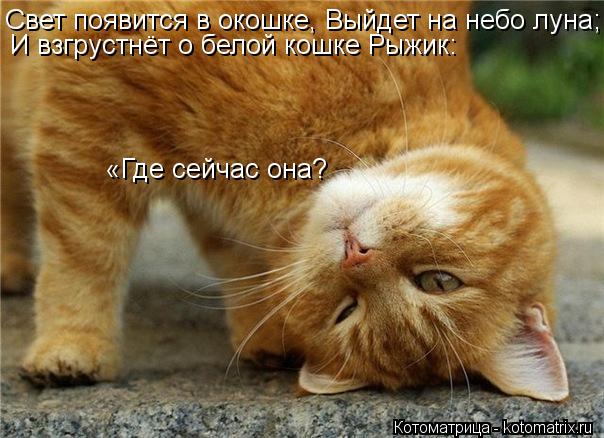 Свет появится в окошке, Выйдет на небо луна; И взгрустнёт о белой кошке Рыжик: «Где сейчас она?... Котоматрица: Свет появится в окошке, Выйдет на небо луна; И взгрустнёт о белой кошке Рыжик: «Где сейчас она?