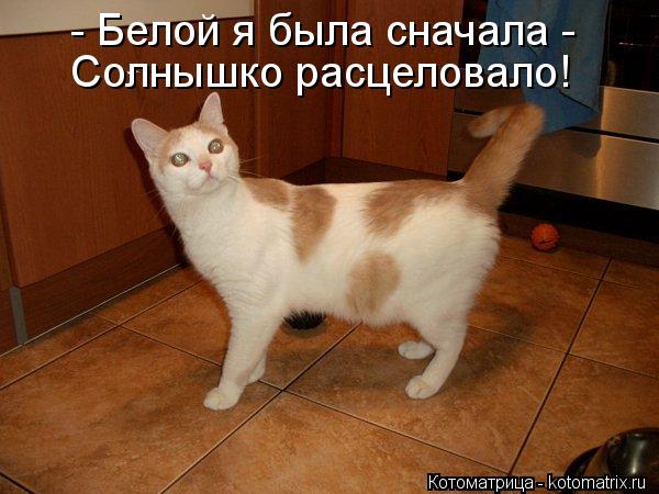 - Белой я была сначала - Солнышко расцеловало!... Котоматрица: - Белой я была сначала - Солнышко расцеловало!