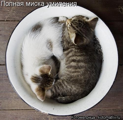 Котоматрица: Полная миска умиления