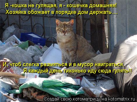 Я -кошка не гулящая, я - кошечка домашняя! Хозяйка обожает в порядке дом держать.... И, чтоб слегка р... Котоматрица: Я -кошка не гулящая, я - кошечка домашняя! Хозяйка обожает в порядке дом держать.... И, чтоб слегка размяться и в мусор наиграться, Я каждый ден