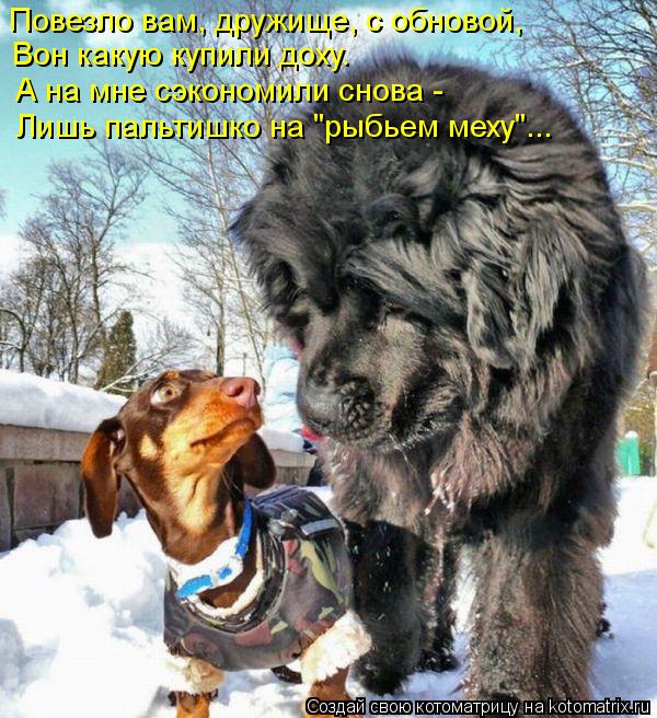 Повезло вам, дружище, с обновой, Вон какую купили доху. А на мне сэкономили снова - Лишь пальтишко н... Котоматрица: Повезло вам, дружище, с обновой, Вон какую купили доху. А на мне сэкономили снова - Лишь пальтишко на "рыбьем меху"...