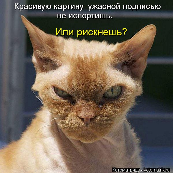 Котоматрица: Красивую картину  ужасной подписью  не испортишь. Или рискнешь?