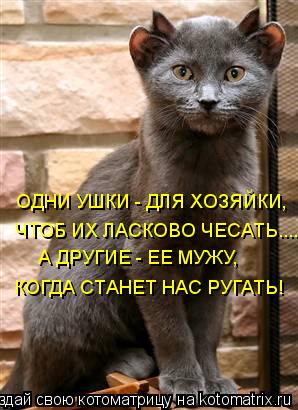 ОДНИ УШКИ - ДЛЯ ХОЗЯЙКИ, ЧТОБ ИХ ЛАСКОВО ЧЕСАТЬ.... А ДРУГИЕ - ЕЕ МУЖУ, КОГДА СТАНЕТ НАС РУГАТЬ!... Котоматрица: ОДНИ УШКИ - ДЛЯ ХОЗЯЙКИ, ЧТОБ ИХ ЛАСКОВО ЧЕСАТЬ.... А ДРУГИЕ - ЕЕ МУЖУ, КОГДА СТАНЕТ НАС РУГАТЬ!