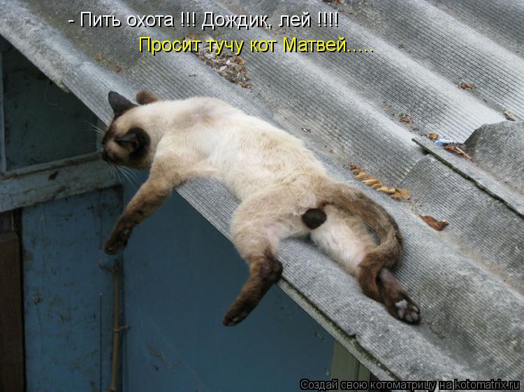 - Пить охота !!! Дождик, лей !!!! Просит тучу кот Матвей........ Котоматрица: - Пить охота !!! Дождик, лей !!!! Просит тучу кот Матвей.....