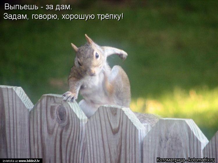 Выпьешь - за дам. Задам, говорю, хорошую трёпку!... Котоматрица: Выпьешь - за дам. Задам, говорю, хорошую трёпку!