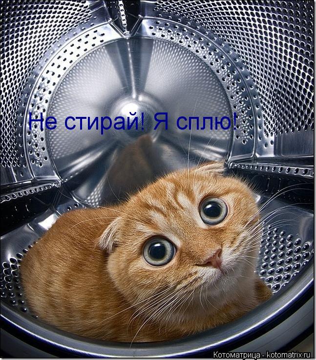 Котоматрица: Не стирай! Я сплю!