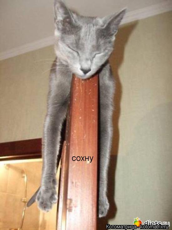 сохну... Котоматрица: сохну