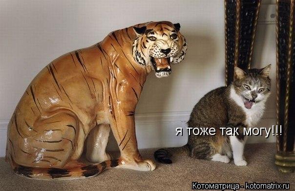 Котоматрица: я тоже так могу!!!