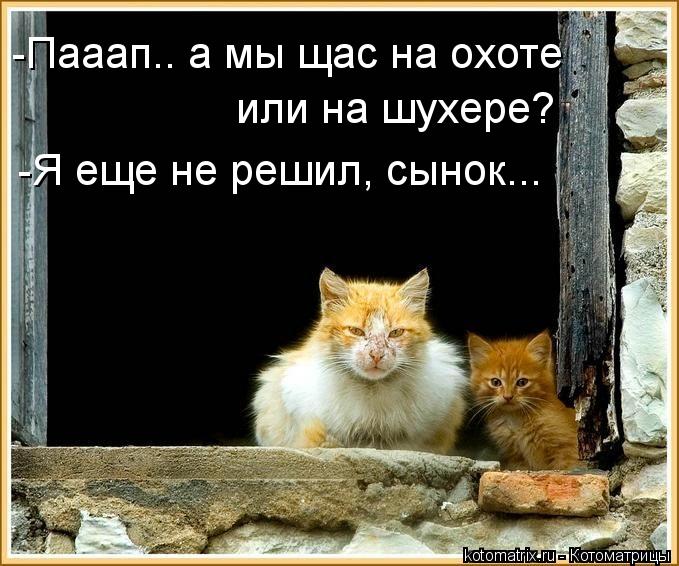 Котоматрица: или на шухере? -Я еще не решил, сынок... -Пааап.. а мы щас на охоте