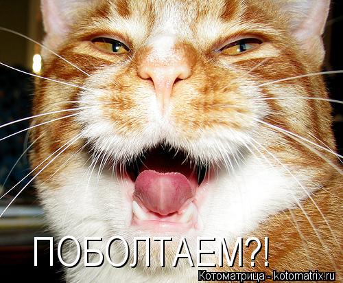ПОБОЛТАЕМ?!... Котоматрица: ПОБОЛТАЕМ?!