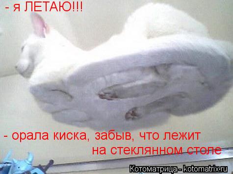 - я ЛЕТАЮ!!! - орала киска, забыв, что лежит на стеклянном столе... Котоматрица: - я ЛЕТАЮ!!! - орала киска, забыв, что лежит на стеклянном столе