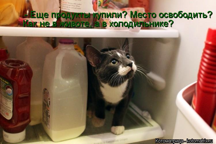Котоматрица: - Еще продукты купили? Место освободить? Как не в животе, а в холодильнике?