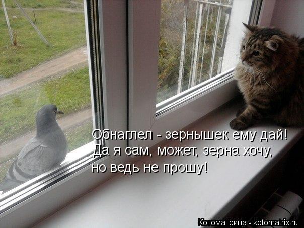 Обнаглел - зернышек ему дай! Да я сам, может, зерна хочу, но ведь не прошу!... Котоматрица: Обнаглел - зернышек ему дай! Да я сам, может, зерна хочу, но ведь не прошу!