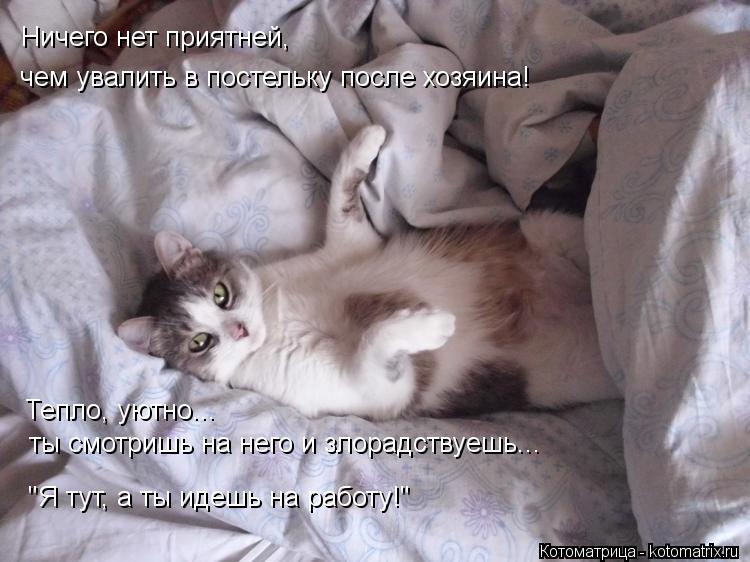 Котоматрица: Ничего нет приятней, чем увалить в постельку после хозяина! Тепло, уютно... ты смотришь на него и злорадствуешь... "Я тут, а ты идешь на работу!"