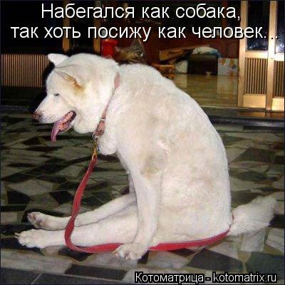 Котоматрица: Набегался как собака, так хоть посижу как человек...