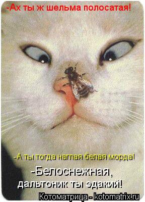 -Ах ты ж шельма полосатая! -А ты тогда наглая белая морда! -Белоснежная, дальтоник ты эдакий дальтони... Котоматрица: -Ах ты ж шельма полосатая! -А ты тогда наглая белая морда! -Белоснежная, дальтоник ты эдакий дальтоник ты эдакий!