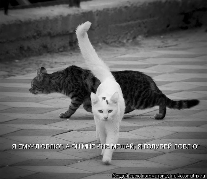 Я ЕМУ-"ЛЮБЛЮ", А ОН МНЕ -"НЕ МЕШАЙ, Я ГОЛУБЕЙ ЛОВЛЮ"... Котоматрица: Я ЕМУ-"ЛЮБЛЮ", А ОН МНЕ -"НЕ МЕШАЙ, Я ГОЛУБЕЙ ЛОВЛЮ"