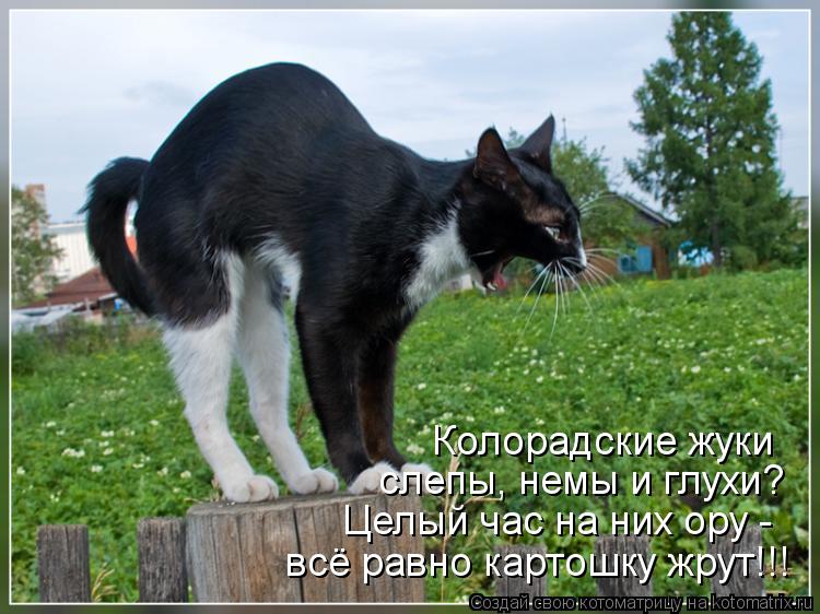 Целый час на них ору - всё равно картошку жрут!!! Колорадские жуки слепы, немы и глухи?... Котоматрица: Целый час на них ору - всё равно картошку жрут!!! Колорадские жуки слепы, немы и глухи?