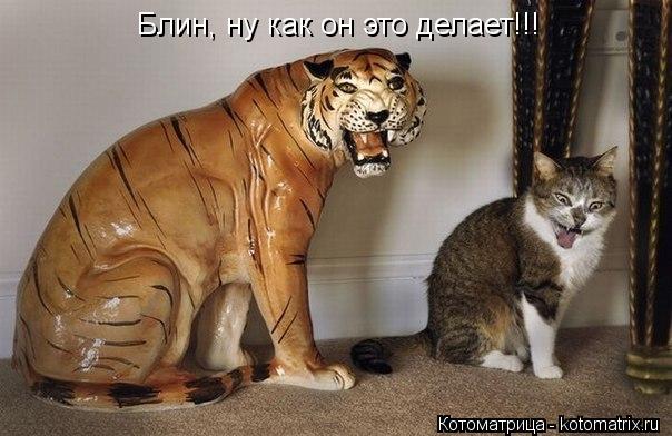 Котоматрица: Блин, ну как он это делает!!!