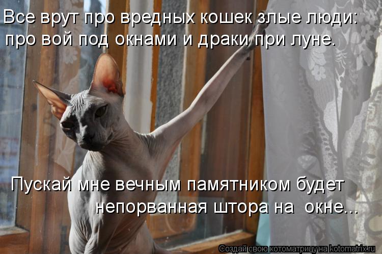 Котоматрица: Все врут про вредных кошек злые люди: про вой под окнами и драки при луне. Пускай мне вечным памятником будет непорванная штора на  окне...