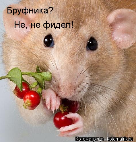 Бруфника? Не, не фидел!... Котоматрица: Бруфника? Не, не фидел!