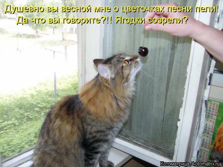 Котоматрица: Душевно вы весной мне о цветочках песни пели! Да что вы говорите?!! Ягодки созрели?