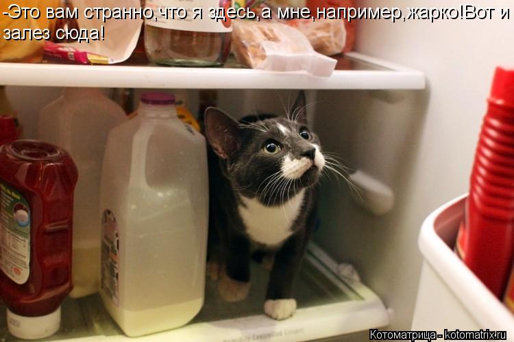 -Это вам странно,что я здесь,а мне,например,жарко!Вот и залез сюда!... Котоматрица: -Это вам странно,что я здесь,а мне,например,жарко!Вот и залез сюда!