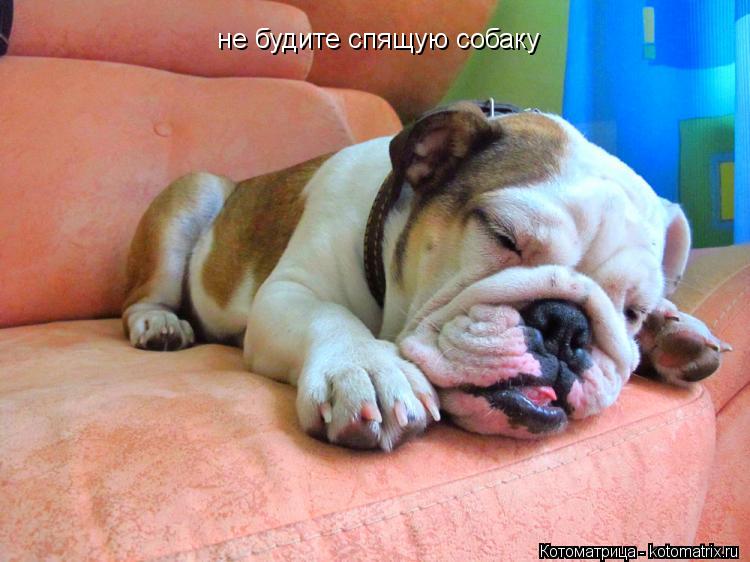 не будите спящую собаку... Котоматрица: не будите спящую собаку