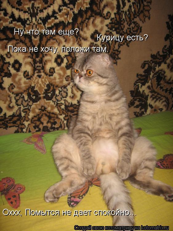 Котоматрица: Ну что там еще? Курицу есть? Пока не хочу, положи там. Оххх, Помытся не дает спокойно...
