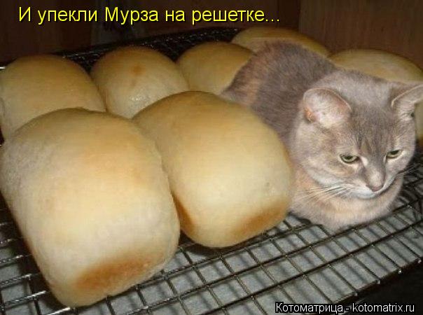 Котоматрица: И упекли Мурза на решетке...